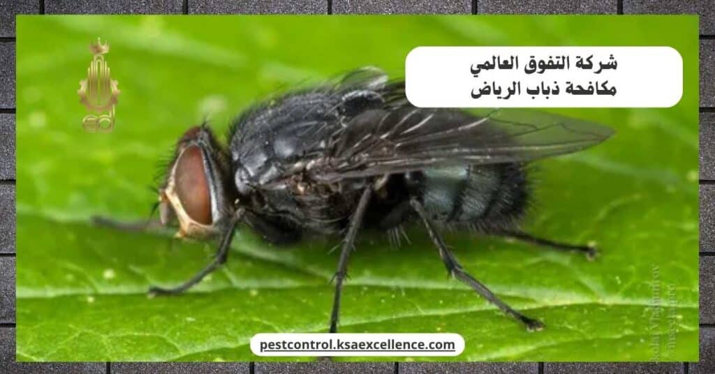 شركة مكافحة ذباب بالرياض