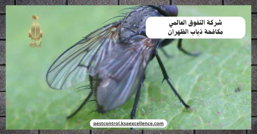 مكافحة ذباب بالظهران