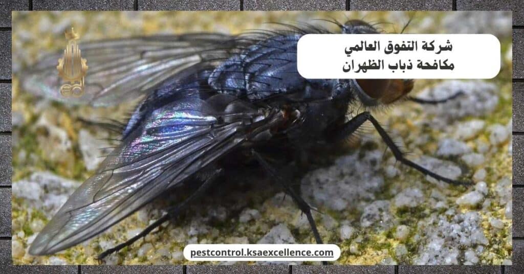 شركة مكافحة ذباب بالظهران