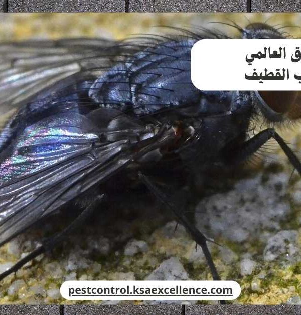 مكافحة ذباب القطيف