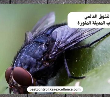 مكافحة ذباب المدينة المنورة