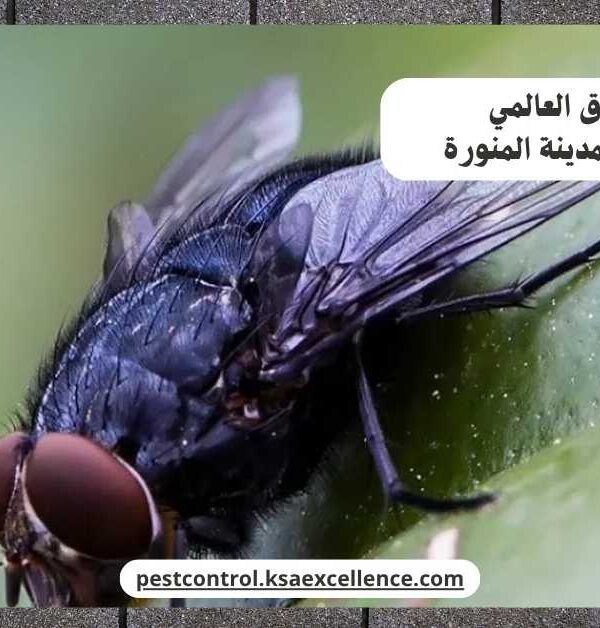 مكافحة ذباب المدينة المنورة