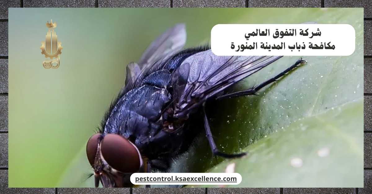 مكافحة ذباب المدينة المنورة