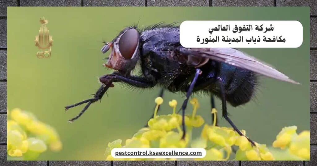 مكافحة ذباب بالمدينة المنورة