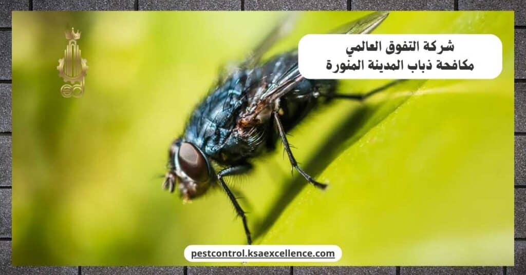 شركة مكافحة ذباب بالمدينة المنورة