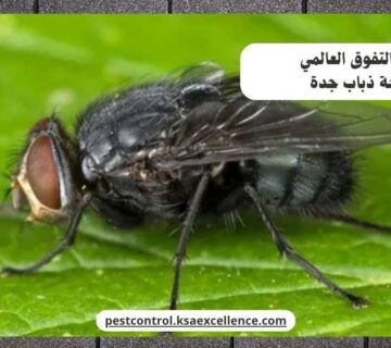 مكافحة ذباب جدة