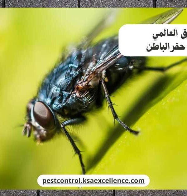 مكافحة ذباب حفرالباطن