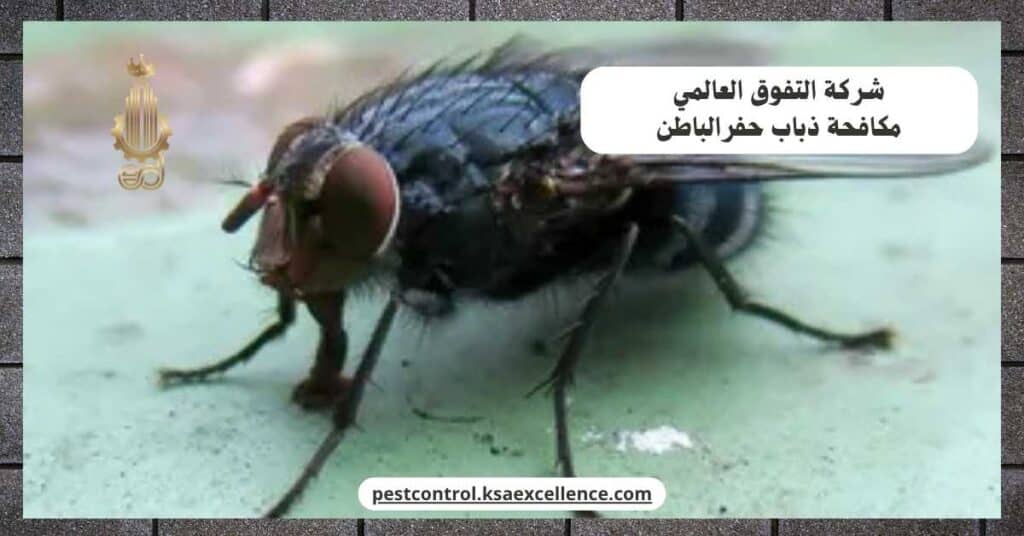 شركة مكافحة ذباب بحفرالباطن