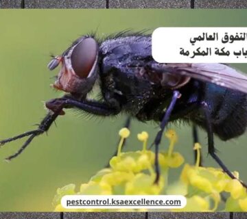 مكافحة ذباب مكة المكرمة