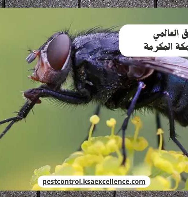 مكافحة ذباب مكة المكرمة