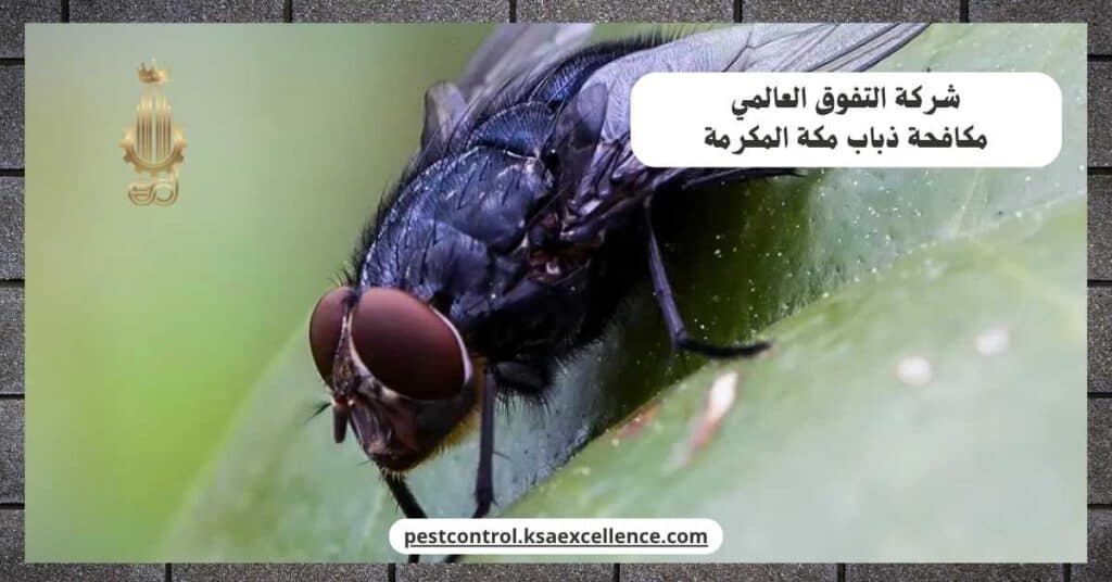 مكافحة ذباب بمكة المكرمة