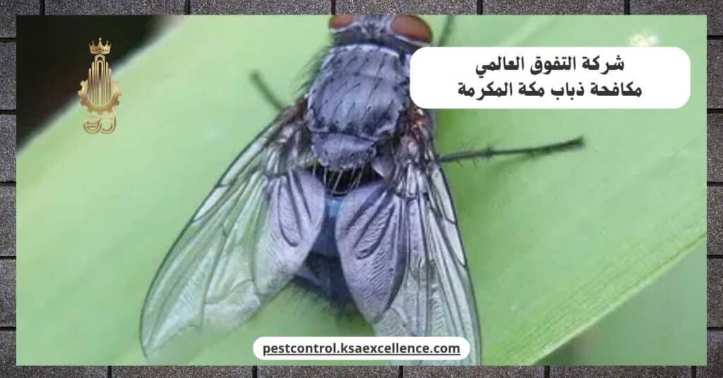 شركة مكافحة ذباب بمكة المكرمة