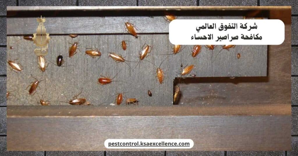 مكافحة صراصير بالاحساء