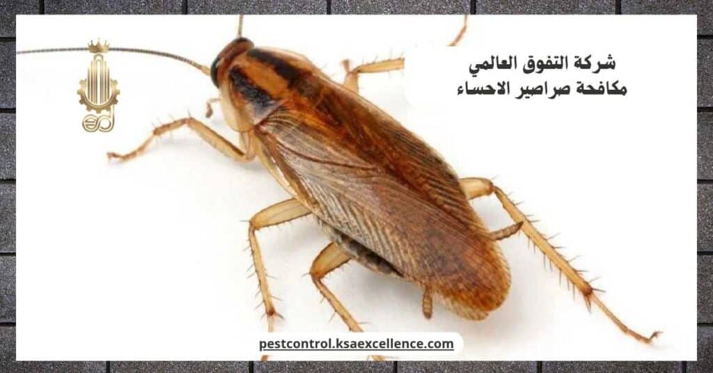 شركة مكافحة صراصير بالاحساء