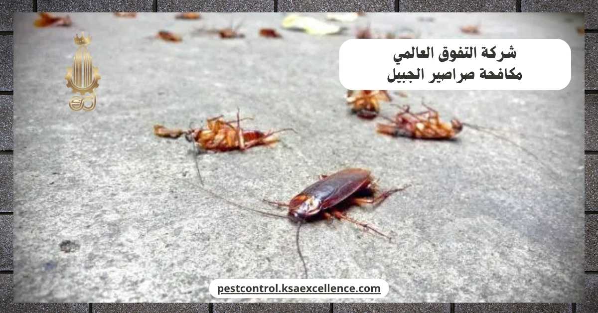 مكافحة صراصير الجبيل