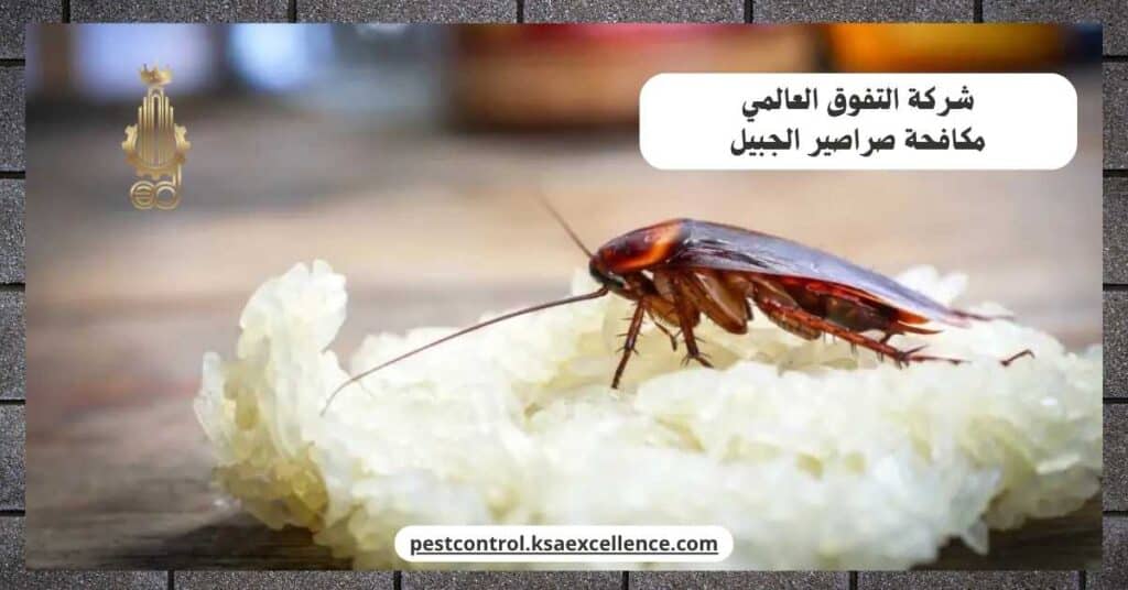 مكافحة صراصير بالجبيل