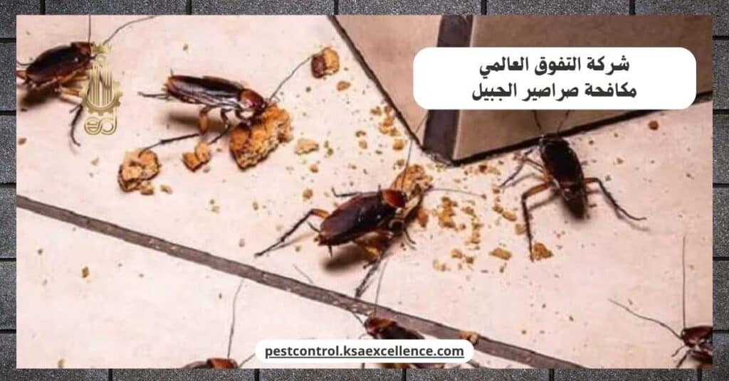 شركة مكافحة صراصير بالجبيل