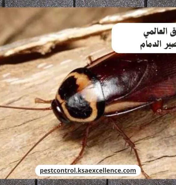 مكافحة صراصير الدمام
