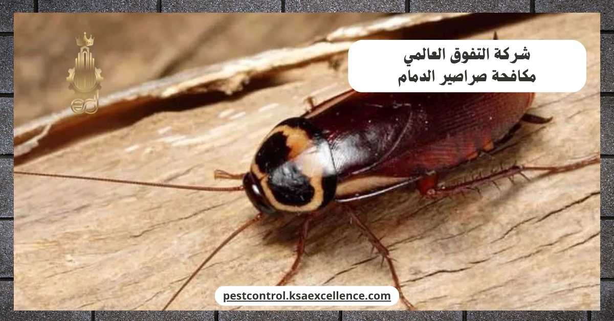 مكافحة صراصير الدمام