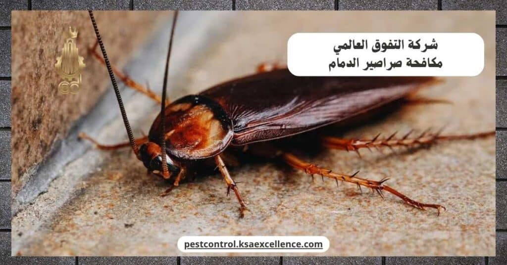 مكافحة صراصير بالدمام