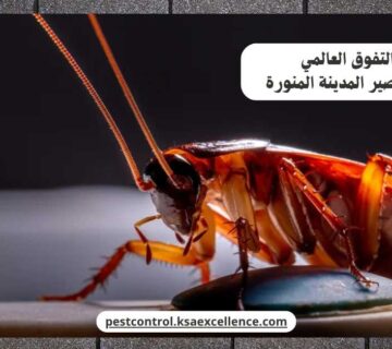 مكافحة صراصير المدينة المنورة