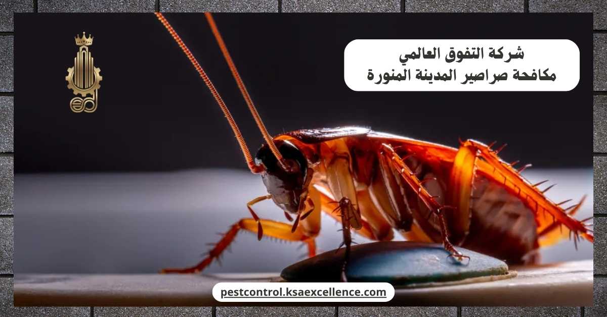 مكافحة صراصير المدينة المنورة
