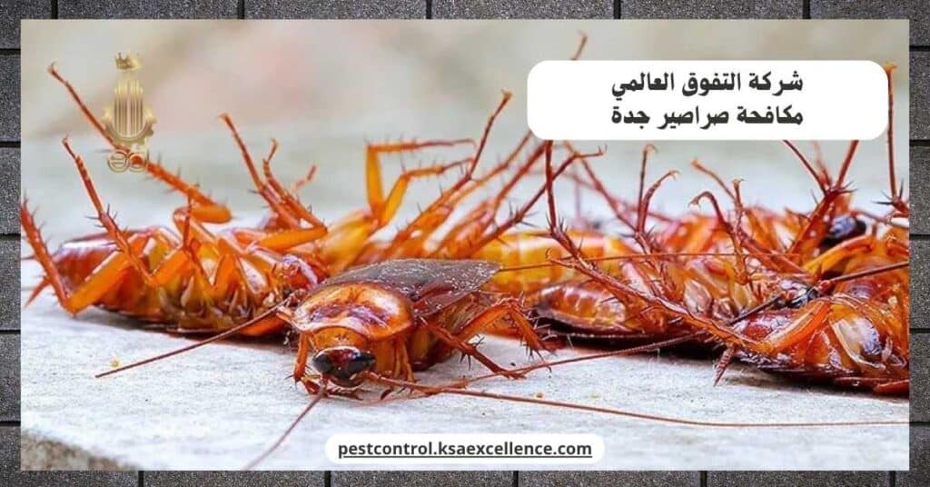 شركة مكافحة صراصير بجدة