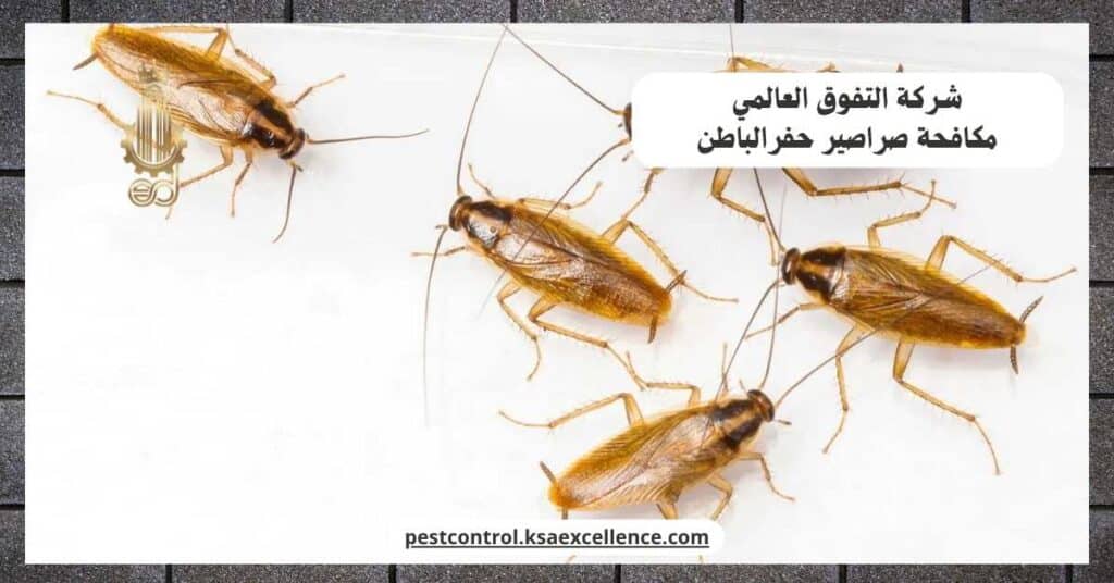 مكافحة صراصير بحفرالباطن