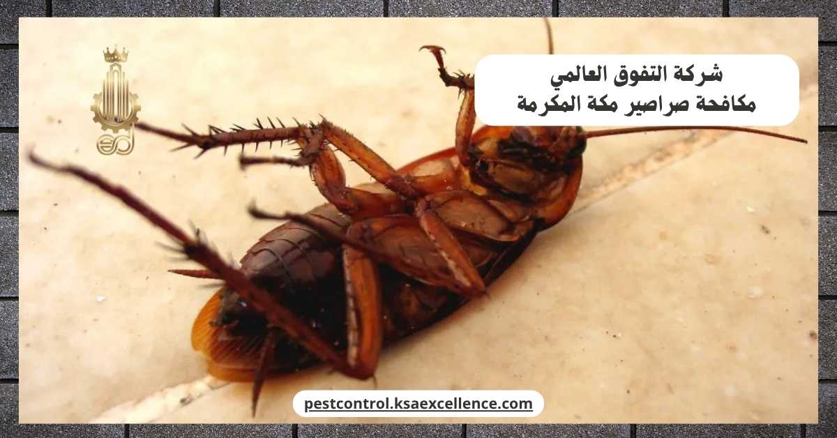 مكافحة صراصير مكة المكرمة