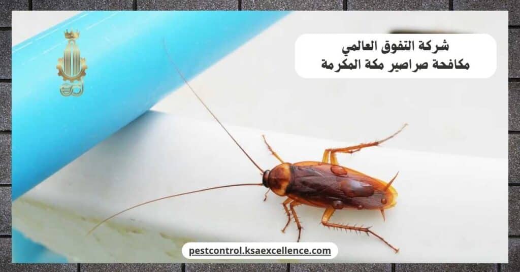 مكافحة صراصير بمكة المكرمة