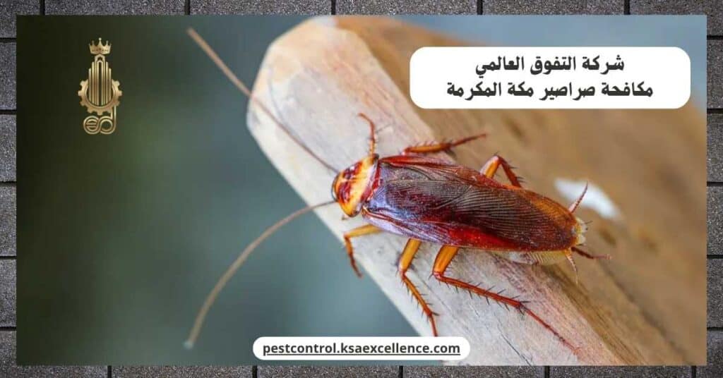 شركة مكافحة صراصير بمكة المكرمة