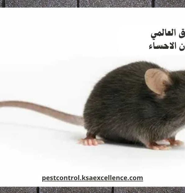 مكافحة فئران الاحساء
