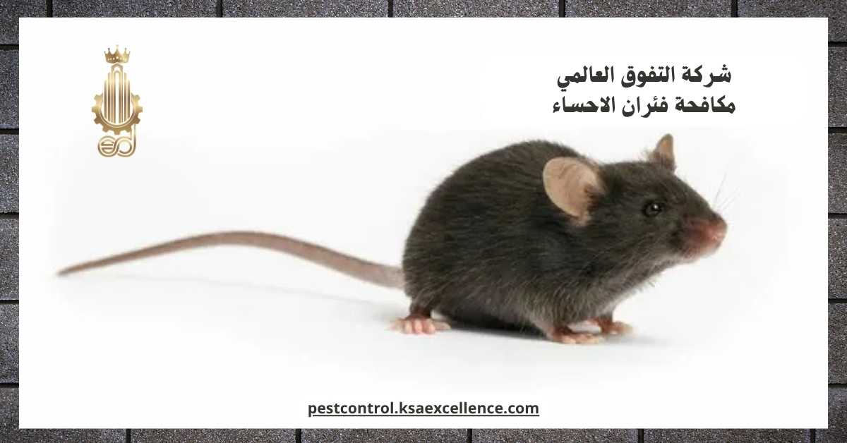 مكافحة فئران الاحساء