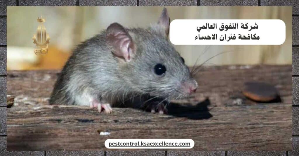 شركة مكافحة فئران بالاحساء