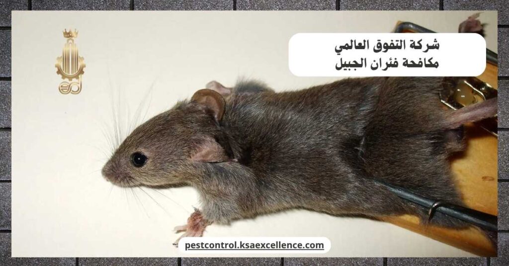 مكافحة فئران الجبيل