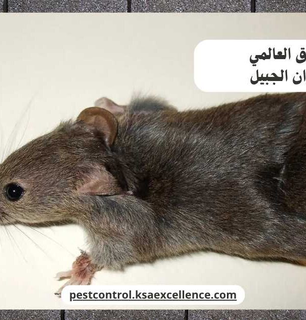 مكافحة فئران الجبيل