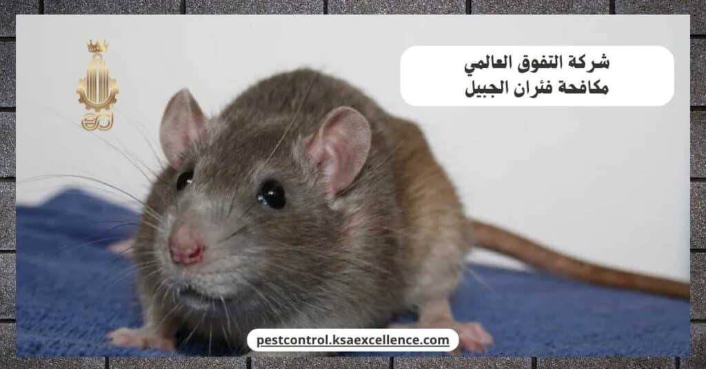 مكافحة فئران بالجبيل