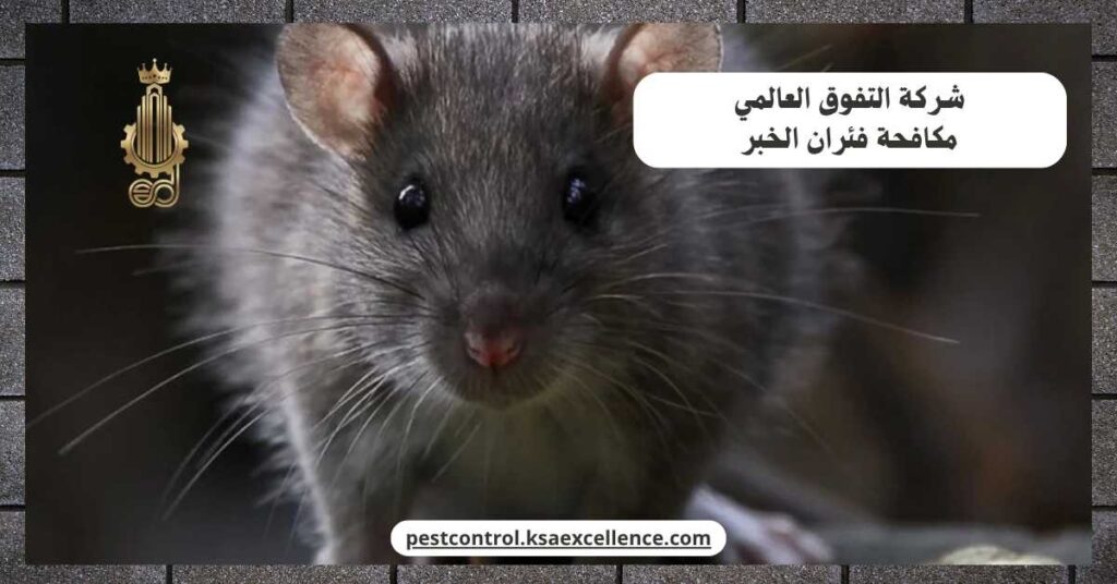 مكافحة فئران الخبر