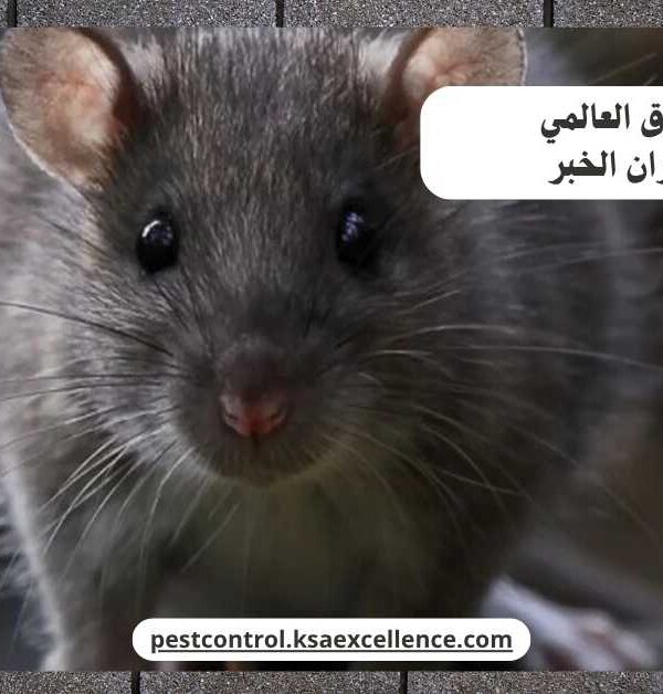 مكافحة فئران الخبر