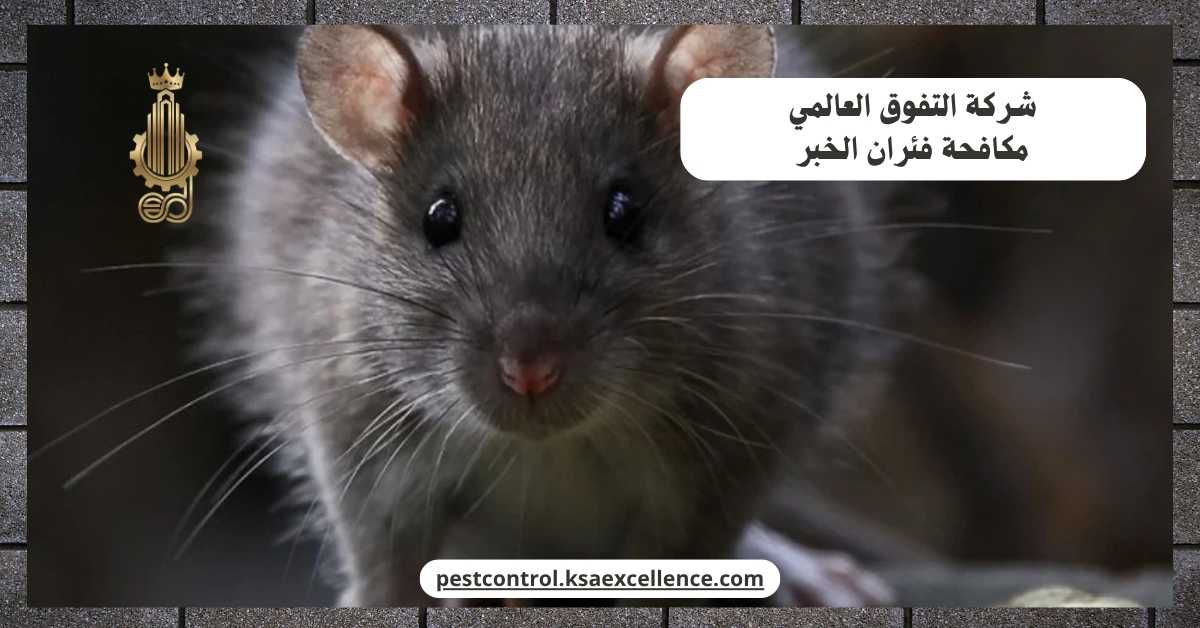 مكافحة فئران الخبر