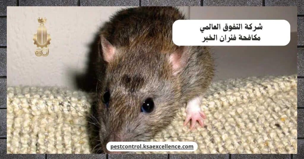 شركة مكافحة فئران بالخبر