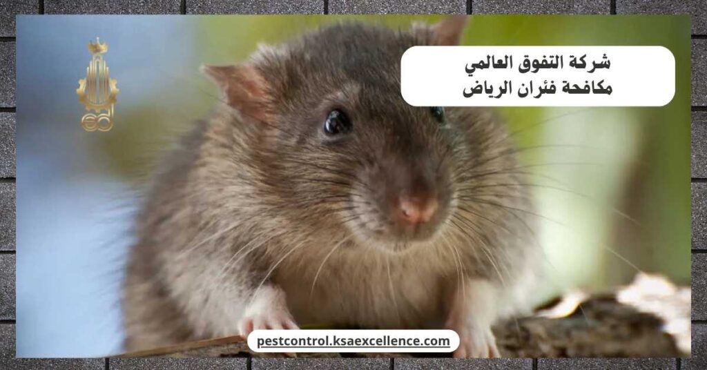 مكافحة فئران الرياض