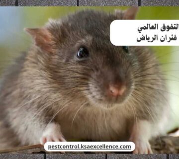 مكافحة فئران الرياض