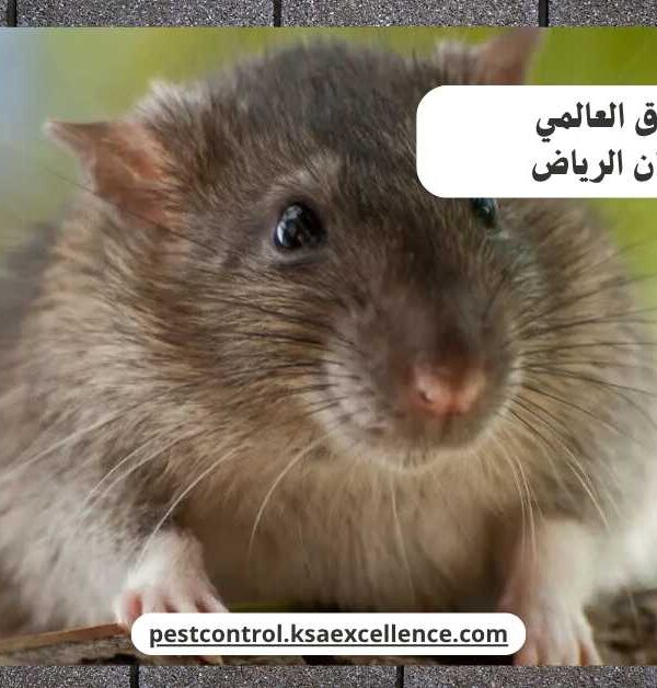 مكافحة فئران الرياض