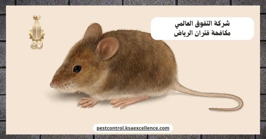 شركة مكافحة فئران بالرياض
