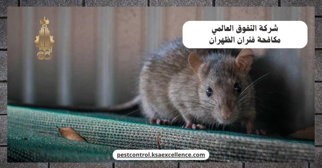 مكافحة فئران الظهران