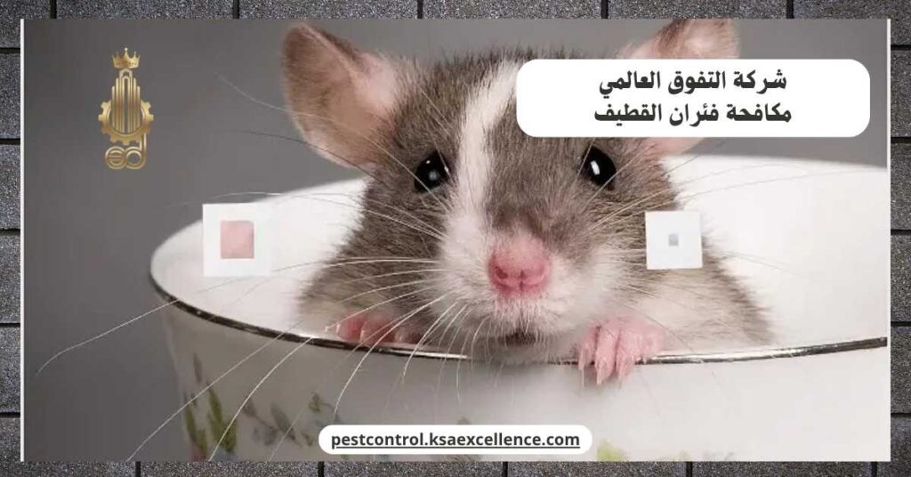 مكافحة فئران القطيف