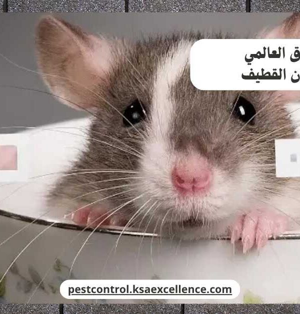 مكافحة فئران القطيف