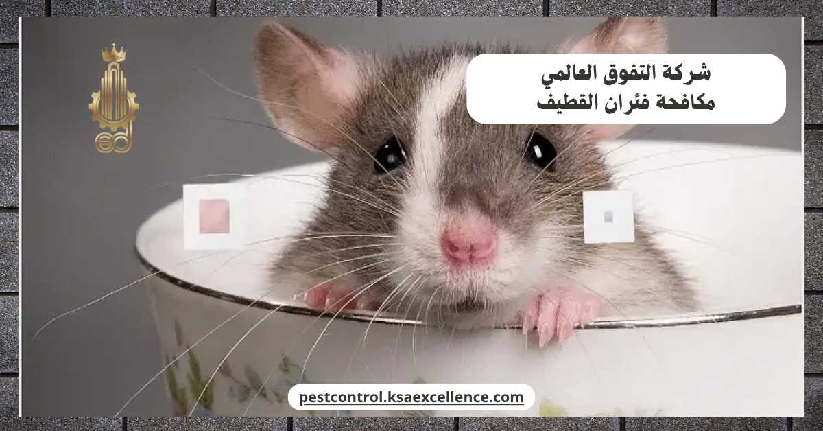 مكافحة فئران القطيف