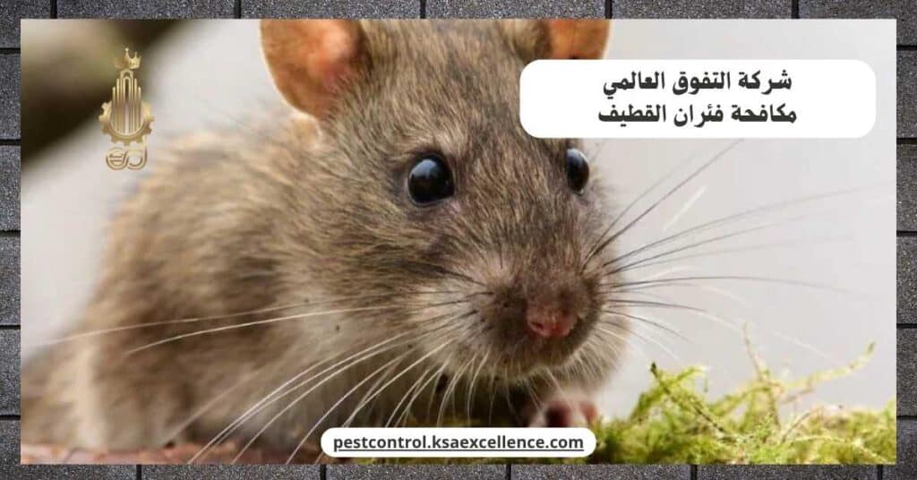 مكافحة فئران بالقطيف